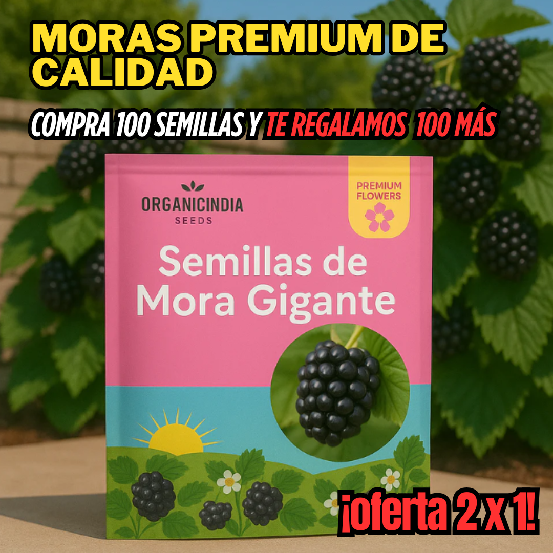 Paquetes de Semillas de Mora gigantes - Cosecha en Casa