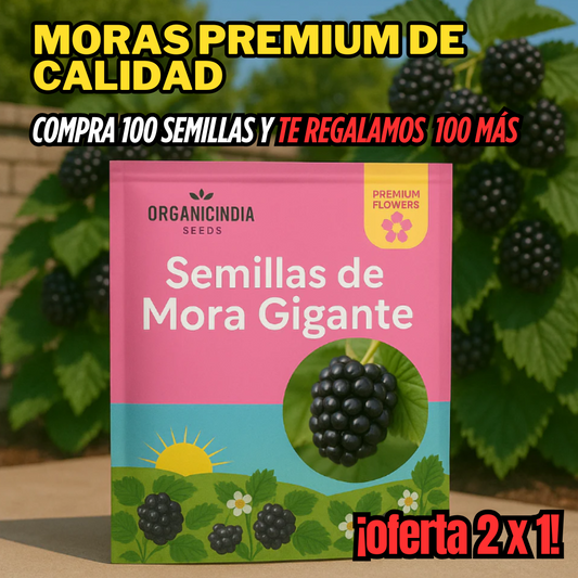 Paquetes de Semillas de Mora gigantes - Cosecha en Casa