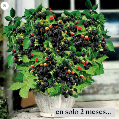 Paquetes de Semillas de Mora gigantes - Cosecha en Casa